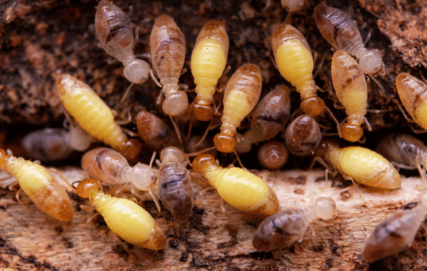 Cost of Termite Treatment: A Complete Breakdown of Prices, Factors, Methods, and Expert Solutions for Homeowners