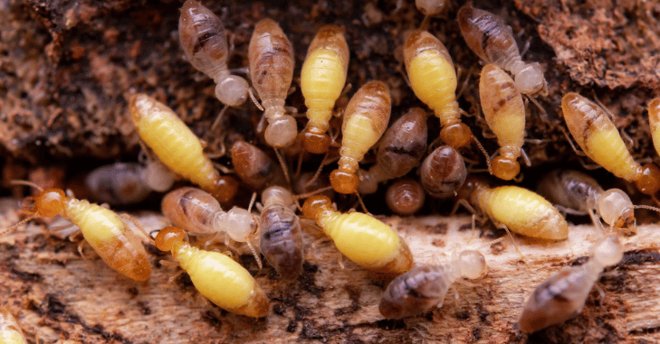 Cost of Termite Treatment: A Complete Breakdown of Prices, Factors, Methods, and Expert Solutions for Homeowners